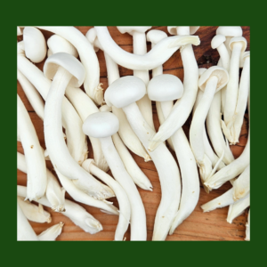 Fresh White Shimeji Mushrooms – delicate nutty gourmet mushrooms