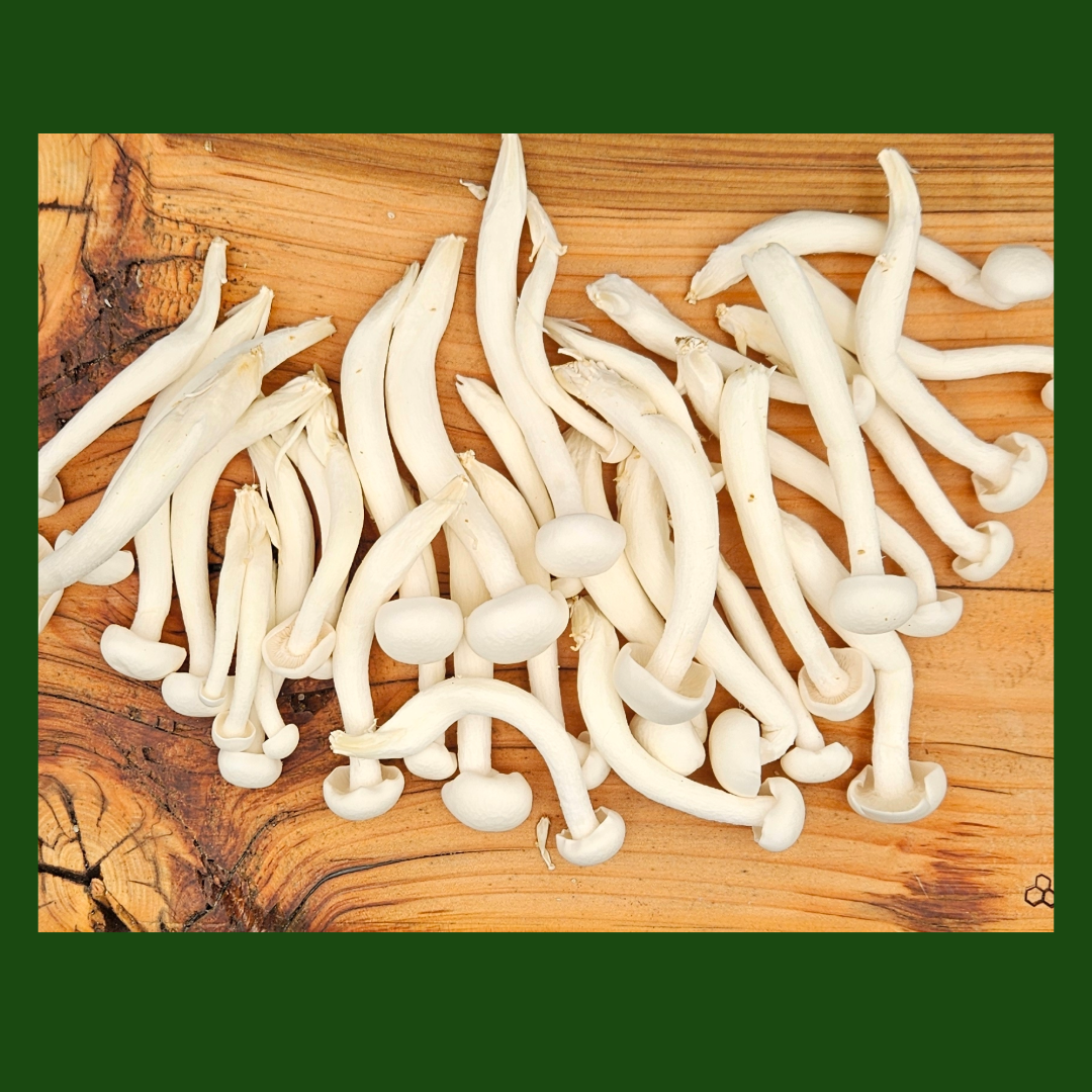 Fresh White Shimeji Mushrooms separated and ready for cooking