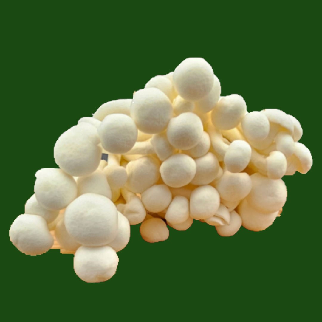 Close-up of fresh White Shimeji Mushrooms cluster