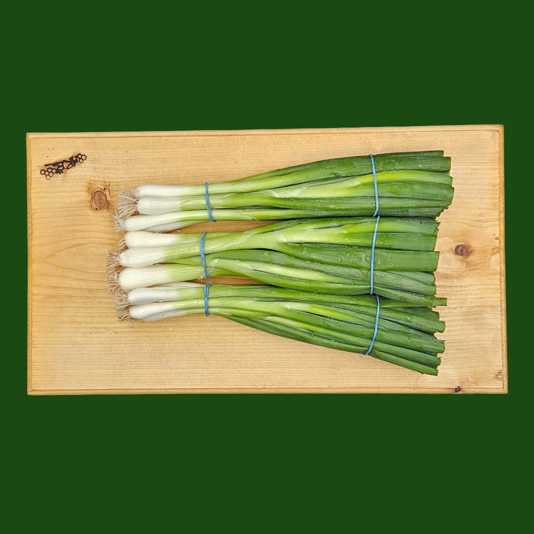 Fresh Spring Onions with white bulbs and crisp green tops